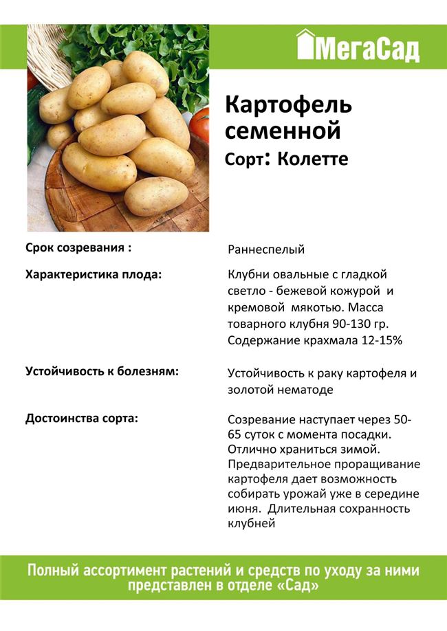 Картофель сорт Колетте: характеристика, правила выращивания, отзывы и советы огородников
