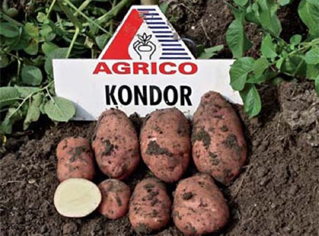 Сорт картофеля «Кондор (Kondor)» – описание и фото