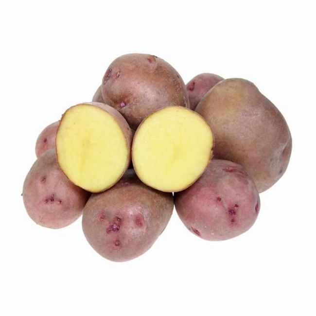 Картофель семенной Кузнечанка