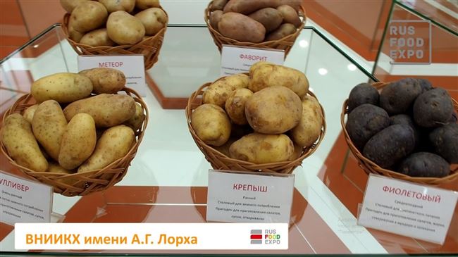 Картофель Купец | Сорта картофеля