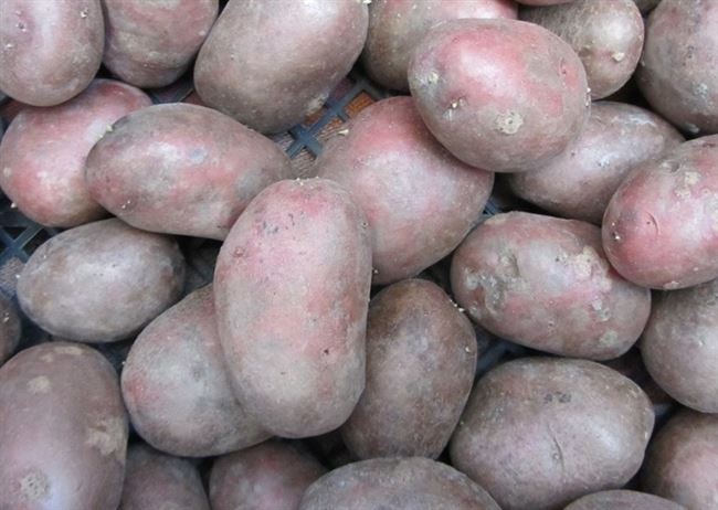 Описание сорта картофеля Лабелла