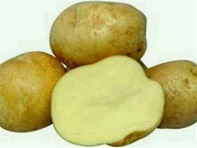 Лад - сорт растения Картофель