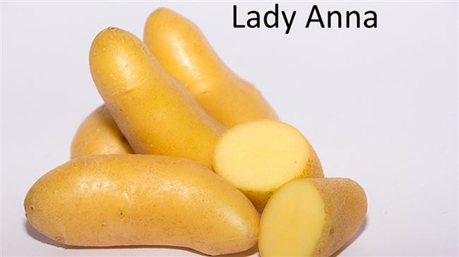 Картофель Королева Анна: описание сорта, фото, отзывы