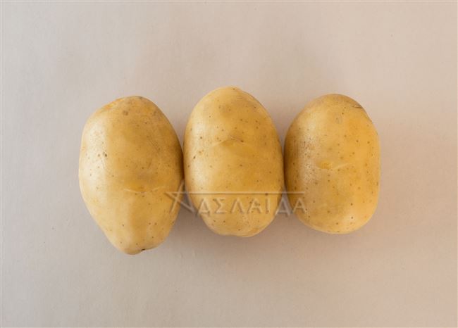 Сверхпродуктивная новинка от немецкой фирмы «Европлант» — картофель Мадейра: описание сорта и отзывы