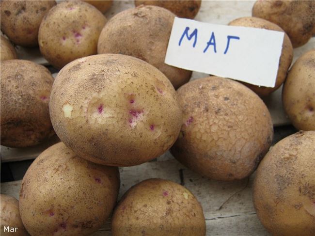 Стойкий картофель «Маргарита», выведенный голландскими селекционерами — описание сорта, характеристика, фото