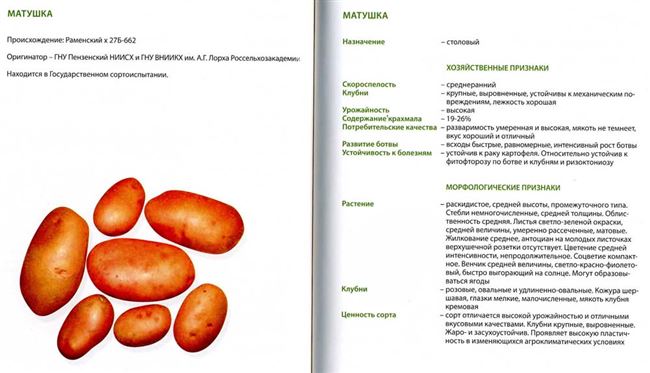 Картофель Матушка: описание сорта и характеристика, фото и отзывы, вкусовые качества