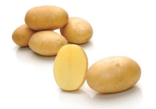 Сорт картофеля «Миранда» — Сорта Вики Ру