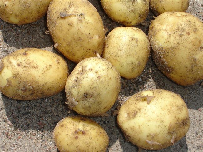 Картофель Молли: характеристики сорта, урожайность, отзывы