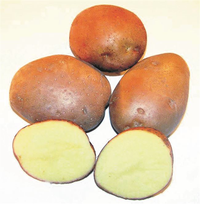 Сорт картофеля «Мусинский» – описание и фото