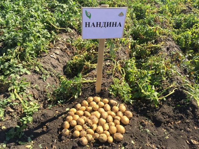 Рекордно ранние и долгохранящиеся урожаи — картофель сорта Нандина: описание и отзывы