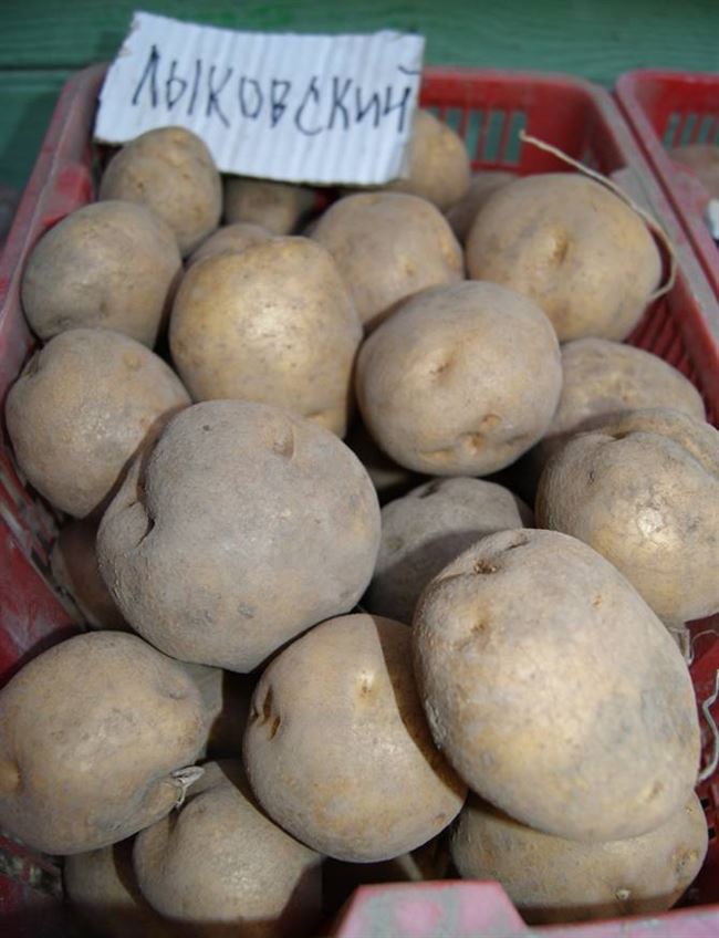 Описание сорта картофеля Наташа