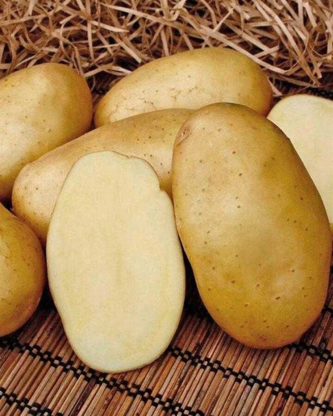 Сорт картофеля ньютон фото и описание