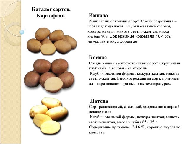 Выведенный в лучших традициях столовых сортов — картофель Омега: описание, отзывы