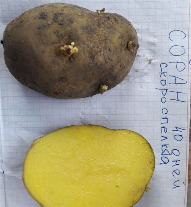 Сорт картофеля «Пензенская скороспелка» — Сорта Вики Ру