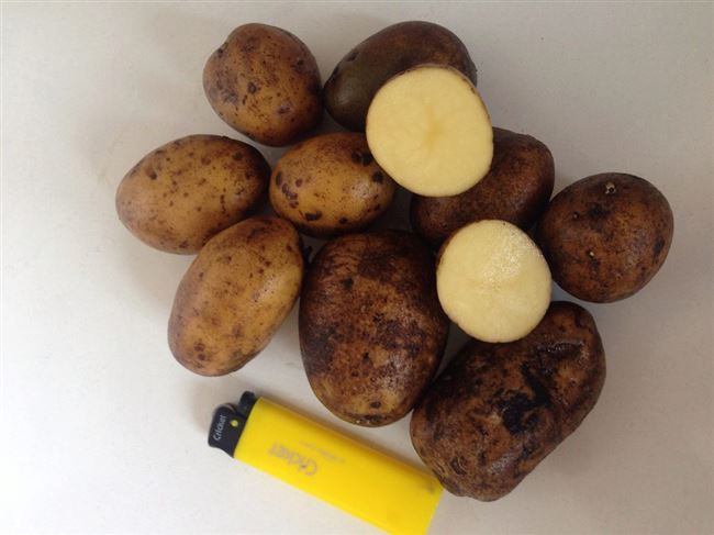 Сорт картофеля родом из Германии «Рамос»: характеристика, урожайность, отзывы и фото