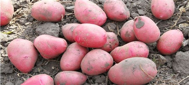 Картофель Ред Соня: описание и характеристика сорта, преимущества и недостатки, особенности выращивания, фото