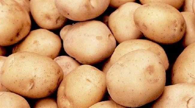 Картофель Сагитта (Sagitta) | Сорта картофеля