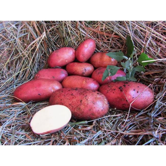 Сорт картошки Сантана — выращивание пищевой культуры