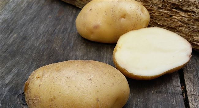 Низкокрахмальные плоды с превосходным вкусом — картофель София: описание сорта и отзывы