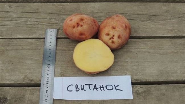 Сорт картофеля Свитанок Киевский: фото, отзывы, описание, характеристики.