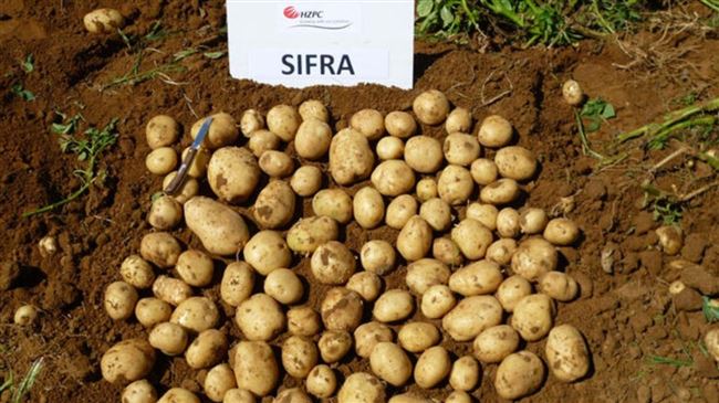 Неприхотливый сорт картофеля, который хорошо хранится: «Сифра»