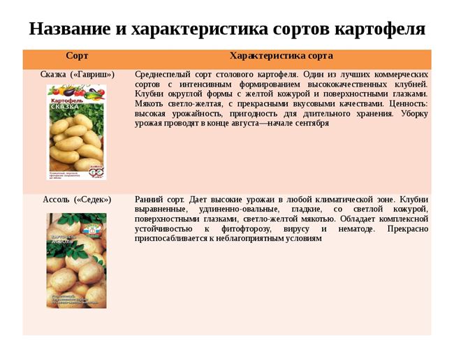 Характеристика картофеля Сказка
