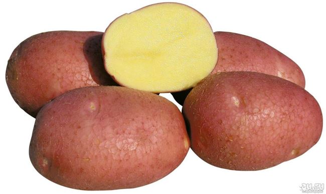 Сорт картофеля "Сокольский"