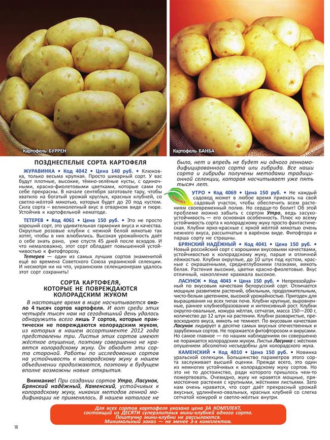 Картофель Сударыня | Сорта картофеля