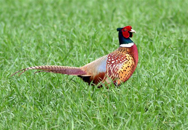 Фазан (Pheasant)