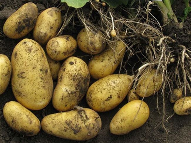 Картофель «Фелокс»: описание сорта и отзывы огородников