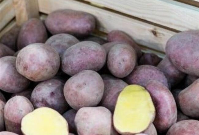 Заслуженный любимчик тысяч земледельцев — картофель Фреско: описание сорта и секреты выращивания