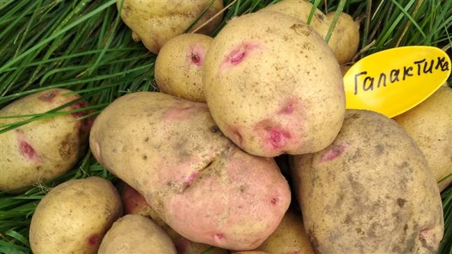 Сорта картофеля выращиваемые в красноярском крае
