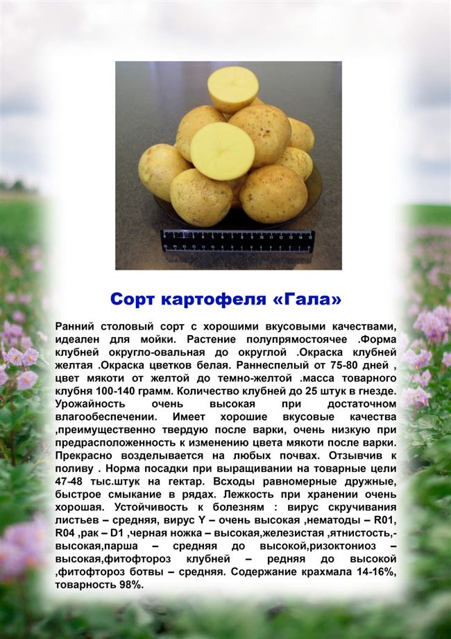 Картофель Юбилей Жукова: описание сорта, фото и отзывы, характеристика семенных клубней, вкусовые качества и сроки