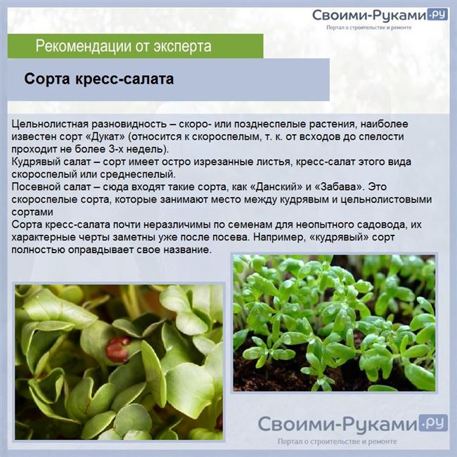 Кресс-салат: всё о растении от описания до выращивания дома