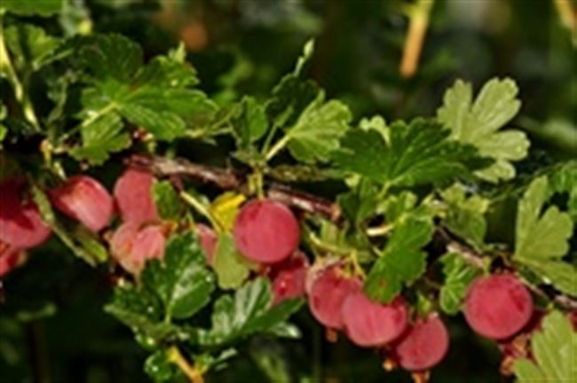 Крыжовник крупноплодный Розовый 2: описание сорта с фото, отличительные черты, преимущества