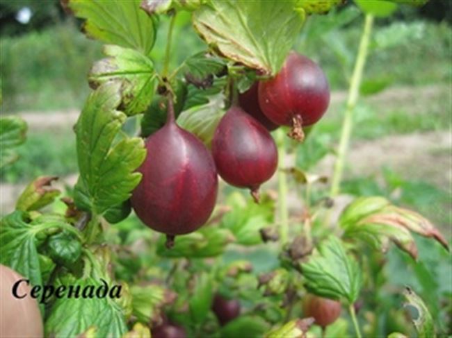 Красноплодный сорт крыжовника серенада: описание и преимущества сорта, фото