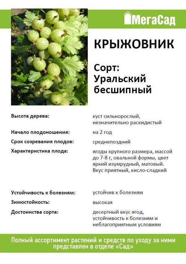 Сорт крыжовника Уральский виноград: описание сорта с фото, особенности