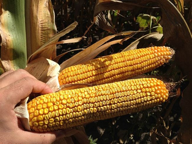Кукуруза к 350 описание сорта — Сорта кукурузы: ТОП-лучших сортов с их описание и фото