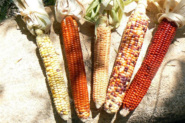 Кукуруза сахарная Алина — фото урожая, цены, отзывы и особенности выращивания