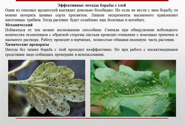 Вредители, болезни хризантем: описание и их лечение с фото