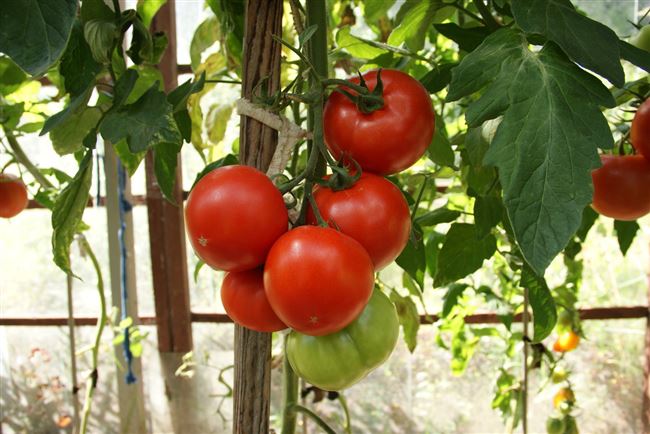 Томат Махитос: описание сорта помидоров, характеристики. Особенности посадки и выращивания, болезни и вредители, достоинства и недостатки