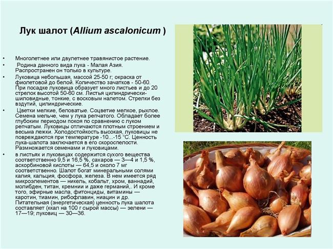 Любимец Урала — сорт растения Лук шалот