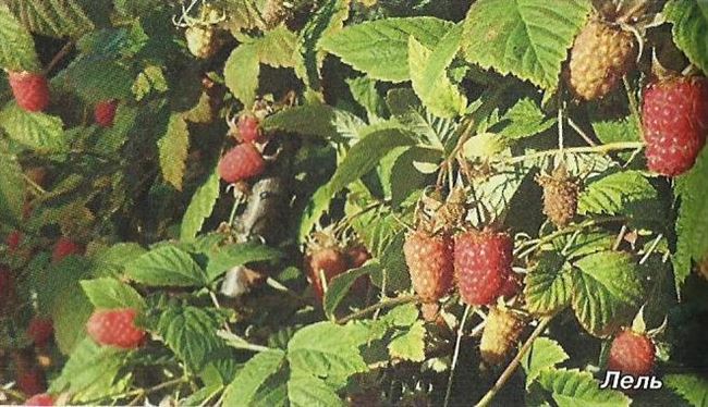 Новые устойчивые сорта малины для Среднего Урала