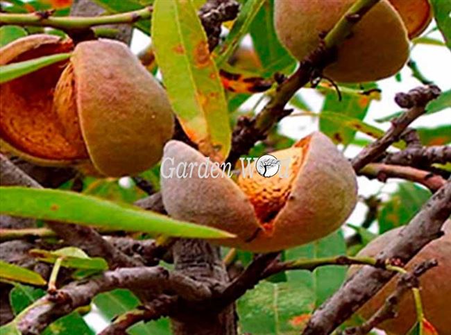Скороплодный миндаль Никитский 62 — описание и особенности выращивания этого плодового сорта