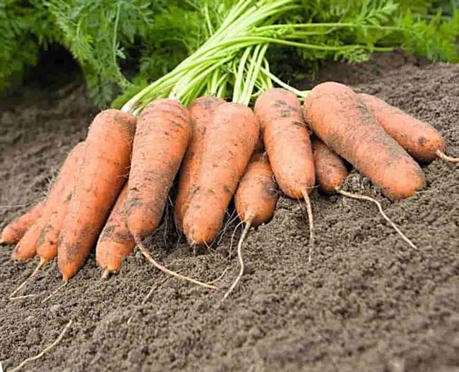 Какие сорта моркови бывают? Таблица скороспелости сортов: название сорта моркови и его срок созревания. Лучшие сорта моркови для посадки на своем дачном участке.