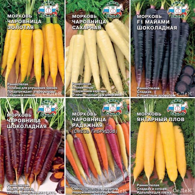 Уникальная морковь Чаровница для посева в огород — YouTube