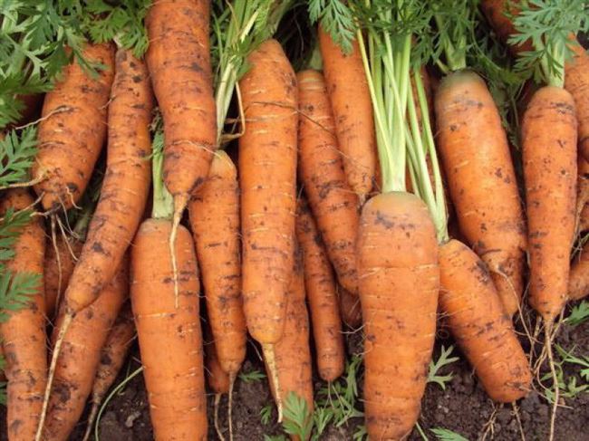 Мелкая морковь: сорта небольших корнеплодов