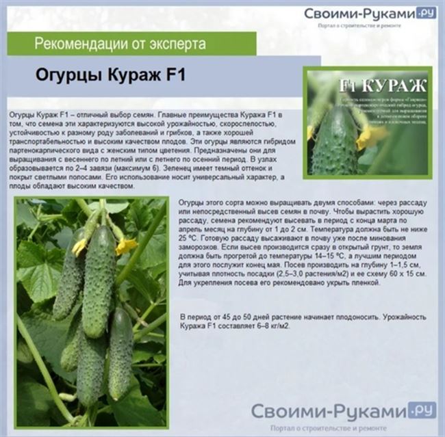 Огурцы Квирк F1: характеристика, особенности выращивания, советы садоводов