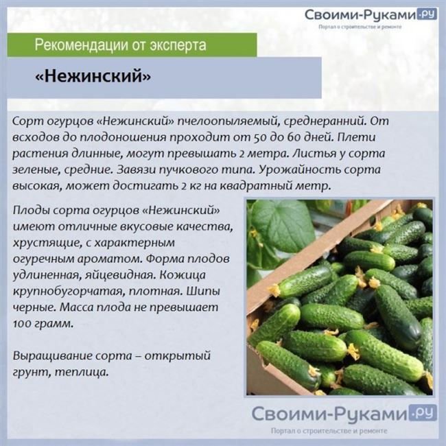 Огурец Нежинский: описание сорта с фото, правила посадки и ухода, сбор урожая