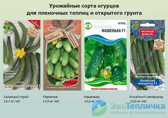 Описание и характеристики популярных гладких сортов огурцов. Выбираем среднеплодные зеленцы с тонкой кожицей для салатов.